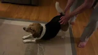 Daisy the Beagle Wants More