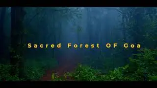 SACRED FOREST FILM