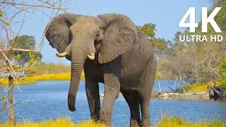 Majestic Elephants Roaming the Jungle | NatureLax