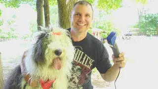 Old English Sheepdog Gets a Summer Haircut for the First Time