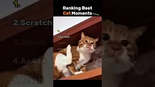 Ranking Best Cat Moments 😸🐾 Part 133