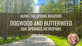White Dogwood and Butterweed Blooms Along the Roadside