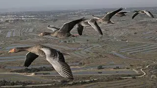 Top 3 longest bird migration routes!