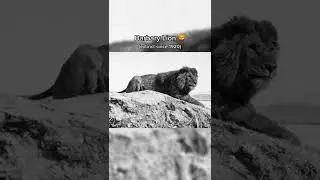 Last pictures of extinct animal part 1#insanevideos #viral #trending #history #sad