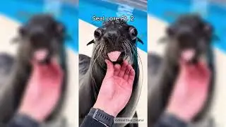 Seal core Pt. 2 🦭 #seal #seals #animalcore #sealcore #core