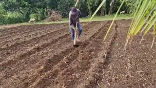 VILLAGE FARMING TIPS: PREPARING LAND FOR CORN PLANTING USING SIMPLE TOOLS!  -Agriculture Farming