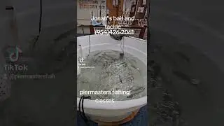 Live Bait tour at Jonah