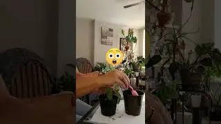 Пересадка размноженного филодендрена в горшок #счастливый #здоровый #хобби #комнатныерастения