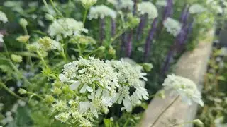 Orlaya grandiflora 'White Lace' in May