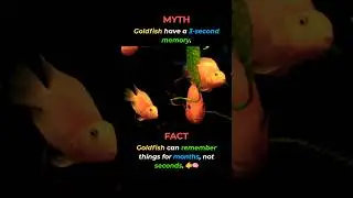 Myth: Goldfish have a 3-second memory? ❌🐠#facts #ytshorts #shorts