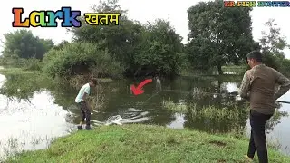 Lark Frog vs tiger snakehead fish #krfishhunter