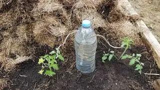 Why Modern Gardens Fail Where Older Systems Succeeded
