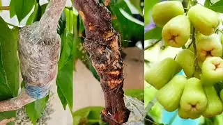Creative Idea, How to Air Layering Guava Tree | Growing Water Guava From Cutting