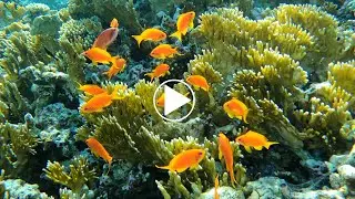 Lyretail anthias Pseudanthias squamipinnis are the purple eyed fish