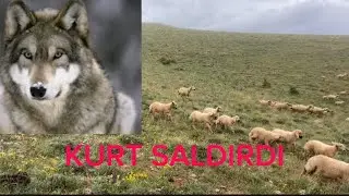 SÜRÜME KURT SALDIRDI