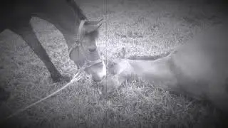 When Horses Say Goodbye - Magic's Message (R.I.P)