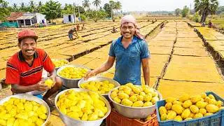 Mango Jelly Making Industry | Aam Papad Making Process | Mamidi Tandra Making | Mango Jelly Recipe