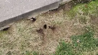 Lots of Rat Burrows Around the Home
