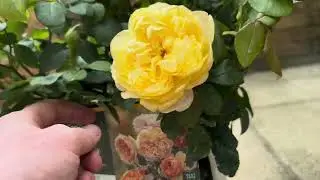 Bring Me Sunshine Rose | David Austin Unboxing