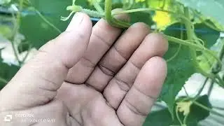Varientas Nara F1 