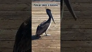 Pelican takes massive 💩 on pier #poop #pelican
