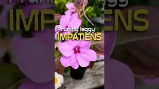 What To Do With Leggy Impatiens #shorts #garden #impatiens