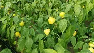 Almapaprika kezel&eacute;se Alap k&eacute;sz&iacute;tm&eacute;ny&uuml;nkkel