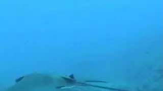 Demre Diving Eagleray