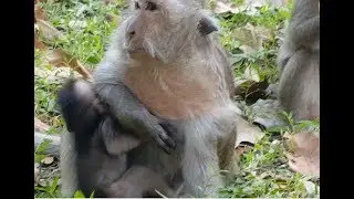 Littel baby Timo is feeding not full and his mother push him away after Timo crying loudly