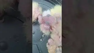 Look how many puppies I have!