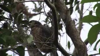 Victoria's Riflebird - Bird watching in Australia with Ej-Birdwatching