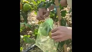 anti insect fruit mesh bag