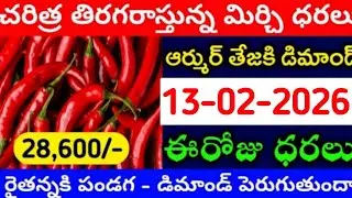 13-02-2026 గుంటూరు మిర్చి మార్కేట్ ధర || Today #mirchiRates In market ||  Mirchi Rate Increase ??