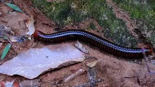The Millipede at the Ancient Temple