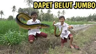 BERBURU BELUT JUMBO DI PINGGIR SAWAH BARENG OKEM