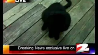 Breaking news! Black Cat