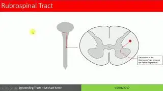 Descending Tracts of the Spinal Cord