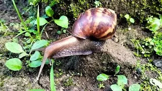 “Siput Lucu Mendaki Batu 🐌🪨 | Petualangan Seru Hewan Kecil!”