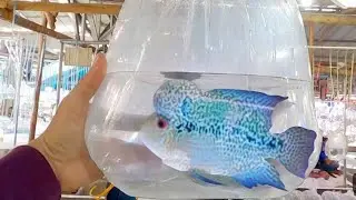 #viral #aquariumfishmarket #aquariumfish #subscribe #support #like #live #flowerhorn #shortvideo 