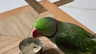 Parrot Bathing ।। तोता राम ।। मिट्ठू ।। Mitthu