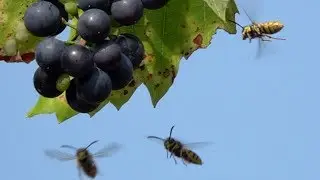 Wasp (Vespula germanica) on garpes. Deutsche Wespe an Weintraube