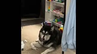 #itskaylablogs #husky #miniblog |Mr.Koda Says Goodnight 🐾💤|Kayla