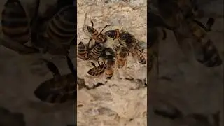 Exploring Cave Filled With Bees - Beaver Dam Mountains, Utah