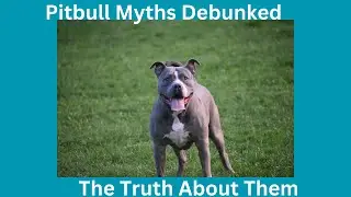 ***Pitbull Myths Debunked The Truth About Them***