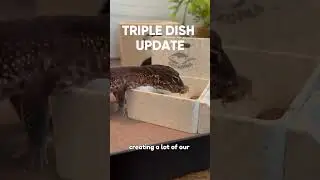 New Updates for Geckopia Triple Dish