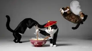 20250309 2356 Acrobatic Cats with Style simple compose 01jnz6k509eva90jk4rybasqk0