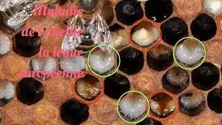 Cette semaine on parle d'une maladie de l'abeille la loque européenne