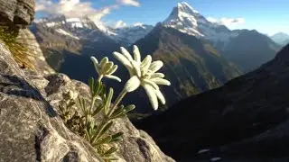 ALAN  KNIGHT-  Edelweiss