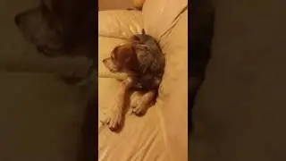 Blue heeler/beagle mix puppy