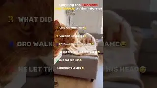 Ranking the Funniest Cat videos on the Internet🤣 #shorts #cat #ranking #petvideos #viralvideo #dog